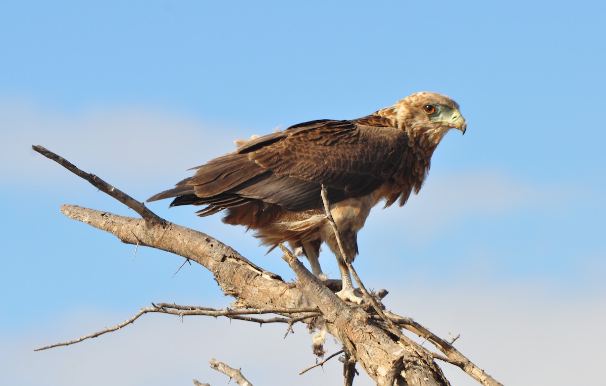 Bateleur - ML204269691