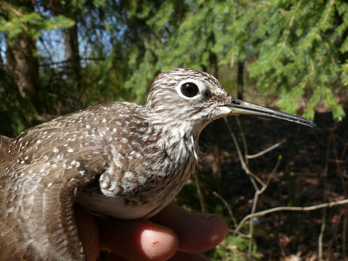 Solitary Sandpiper (solitaria) - ML204269811