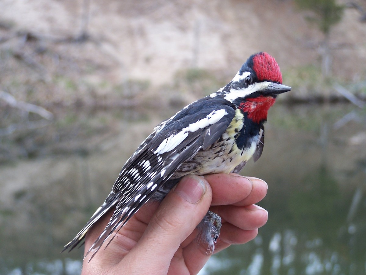 Yellow-bellied Sapsucker - ML204269901