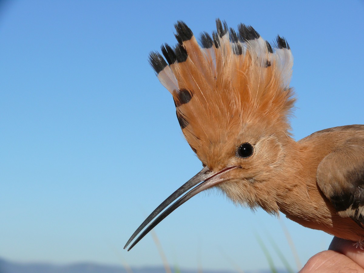 Eurasian Hoopoe (Eurasian) - ML204270041