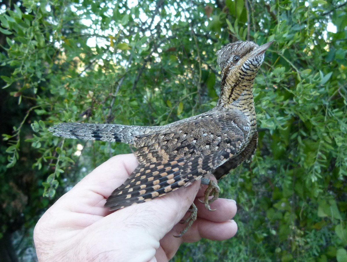 Eurasian Wryneck - ML204270101