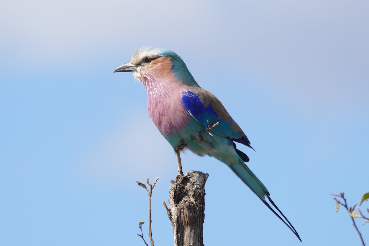 mandelík fialovoprsý (ssp. caudatus) - ML204270231