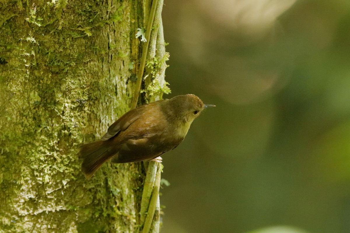 Atherton Scrubwren - ML204270631