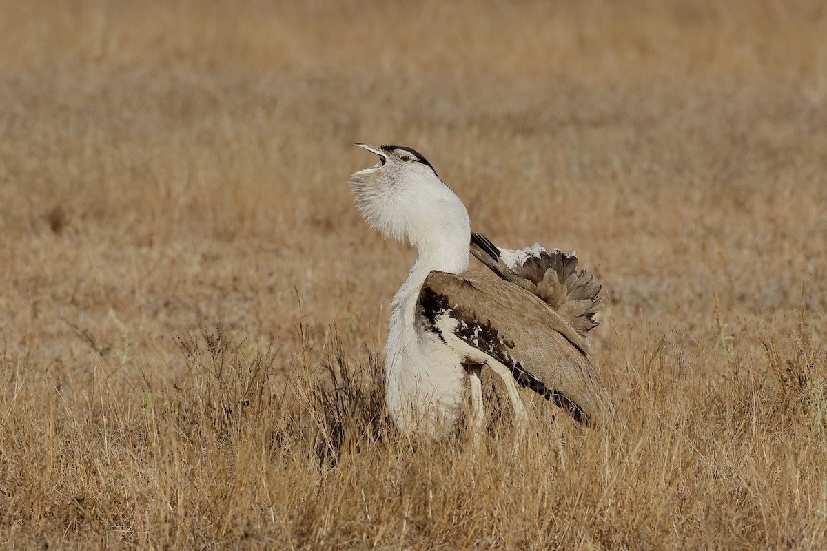 Australian Bustard - ML204270711