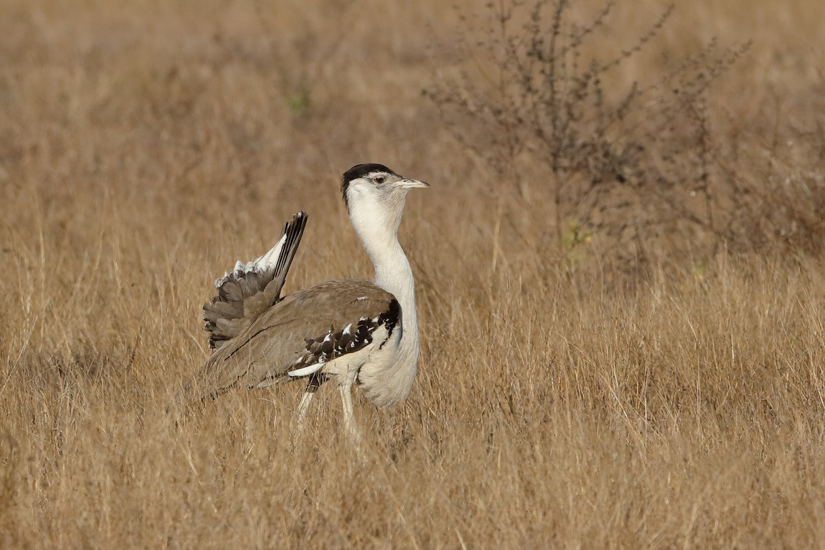 Australian Bustard - ML204270721