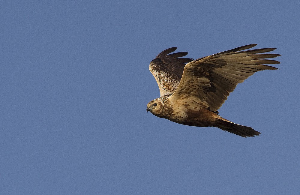 Eastern Marsh Harrier - ML204270951