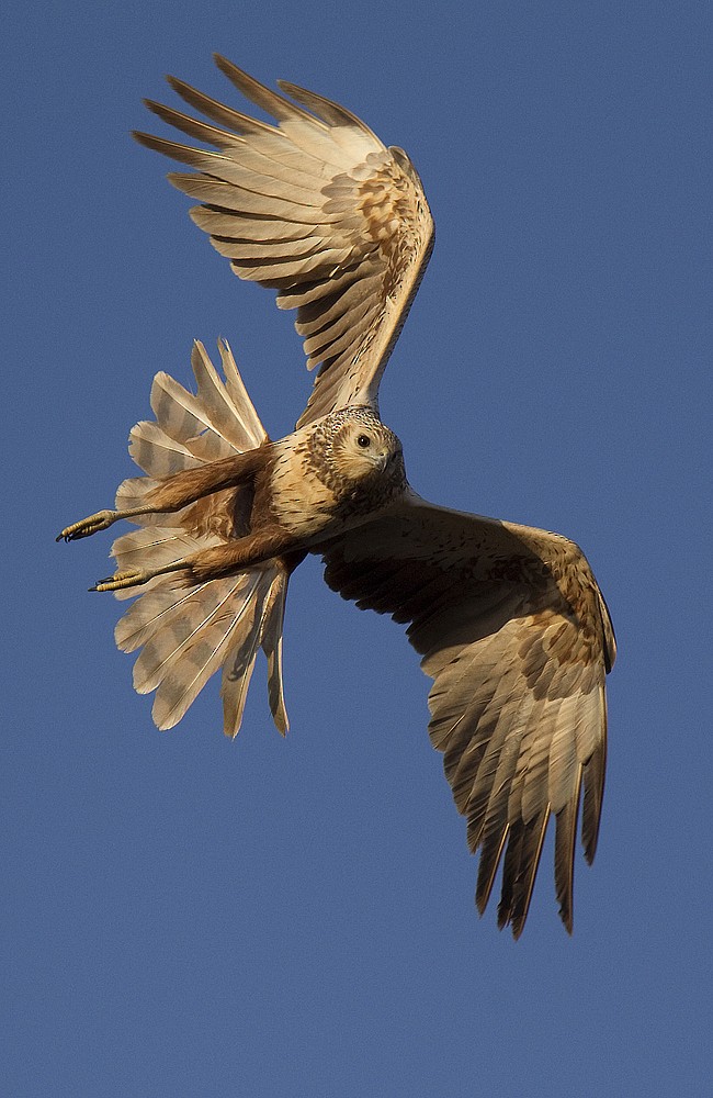 Eastern Marsh Harrier - ML204270961