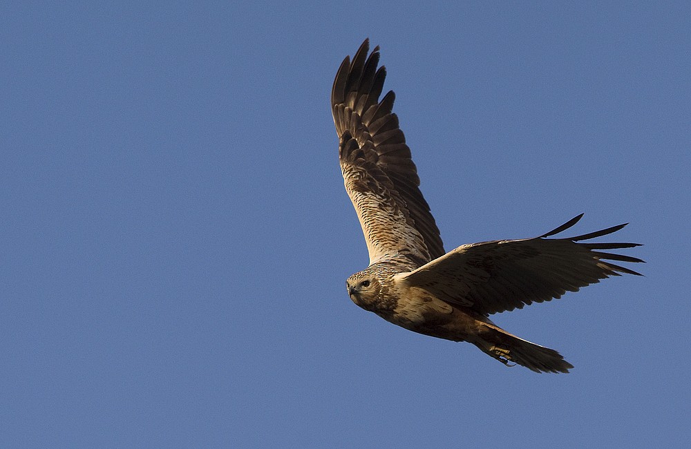 Eastern Marsh Harrier - ML204270971