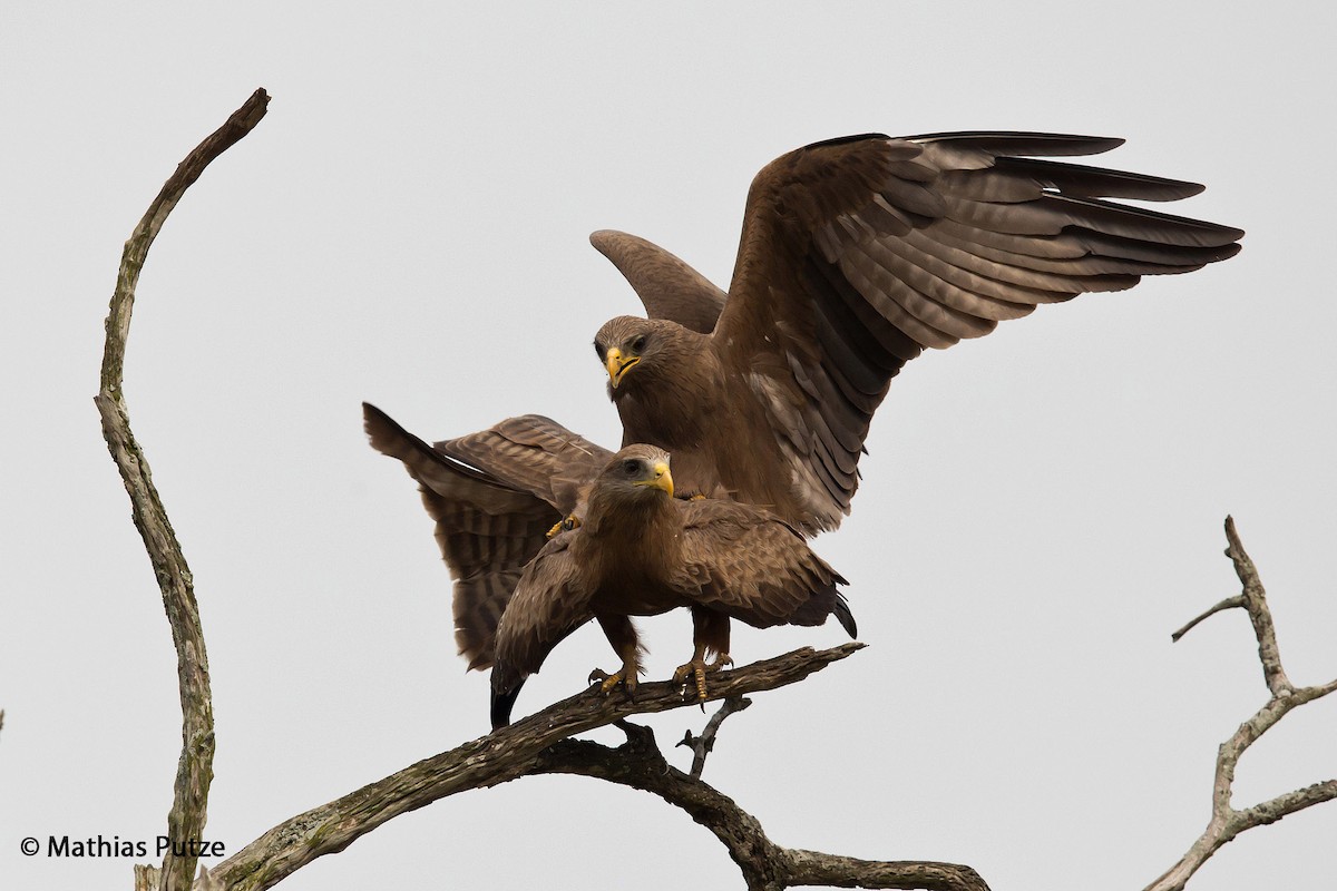 Black Kite (Yellow-billed) - ML204271031