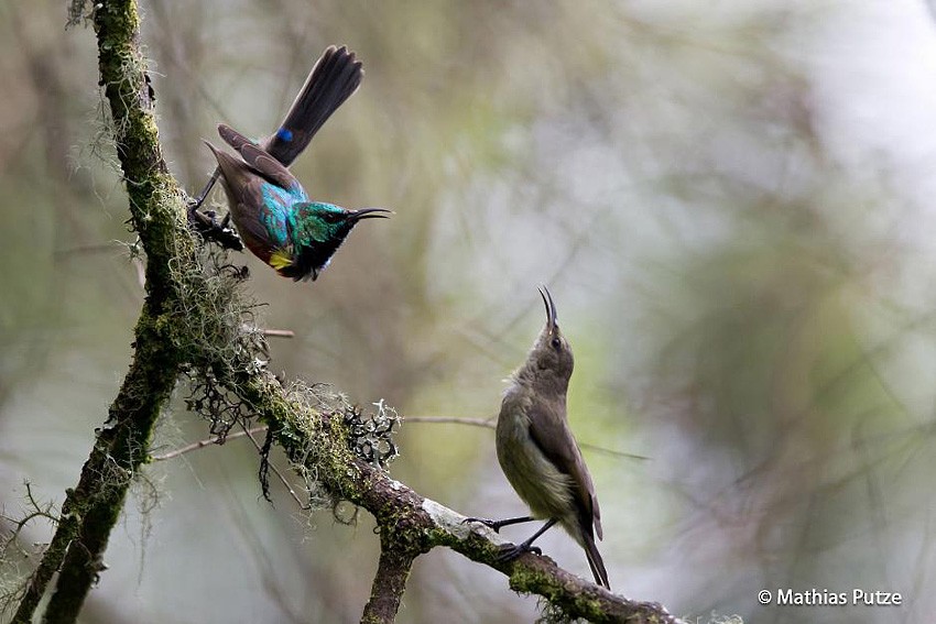 Northern Double-collared Sunbird (Eastern) - ML204271071