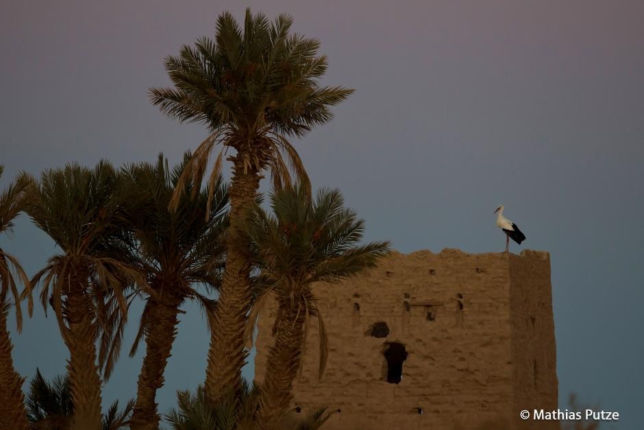 White Stork - ML204271091