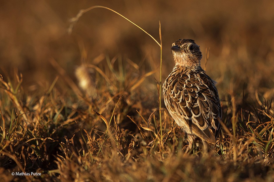 Liben Lark - Mathias Putze