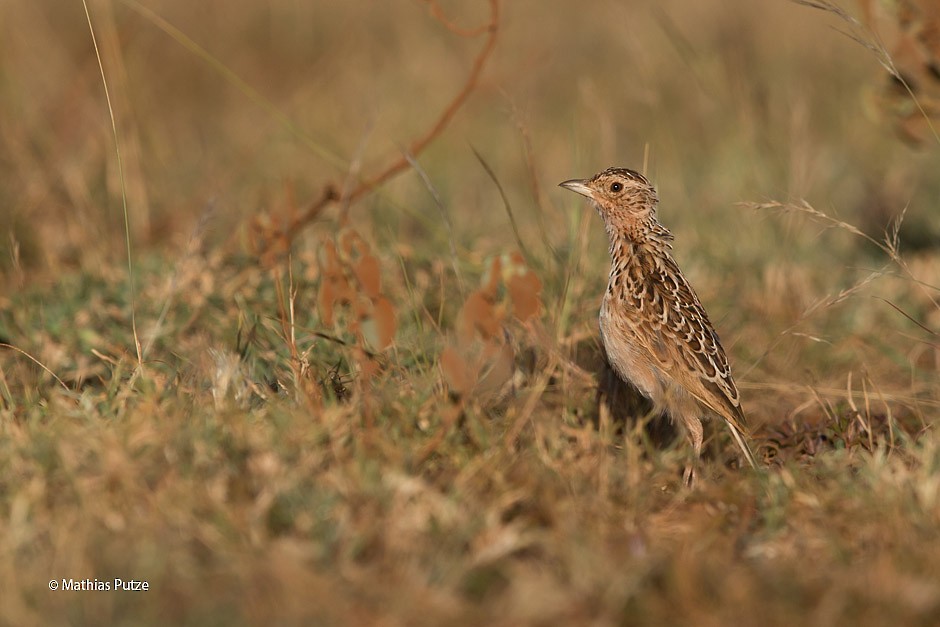 Liben Lark - ML204271131