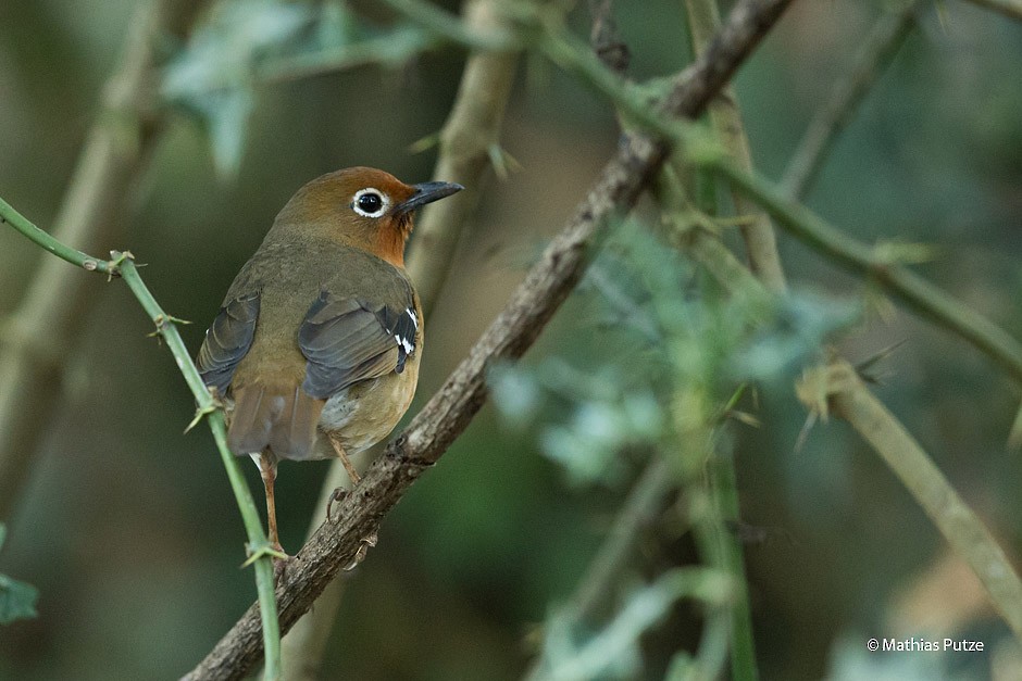 Abyssinian Ground-Thrush - ML204271141