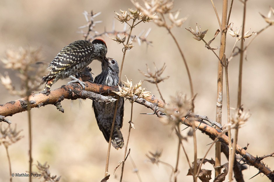 Cardinal Woodpecker - ML204271191