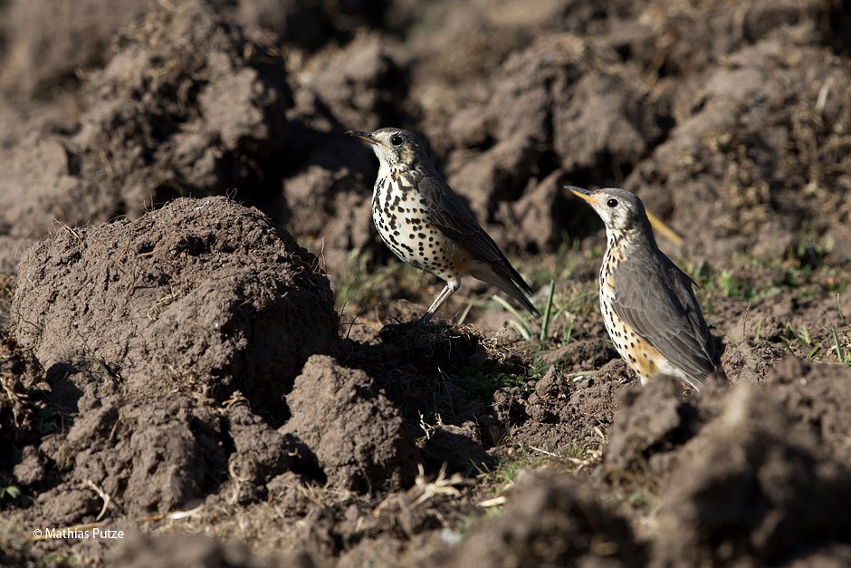 Ethiopian Thrush - ML204271201