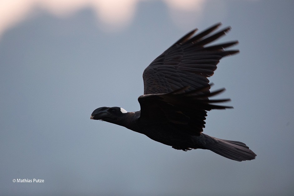 Thick-billed Raven - ML204271251