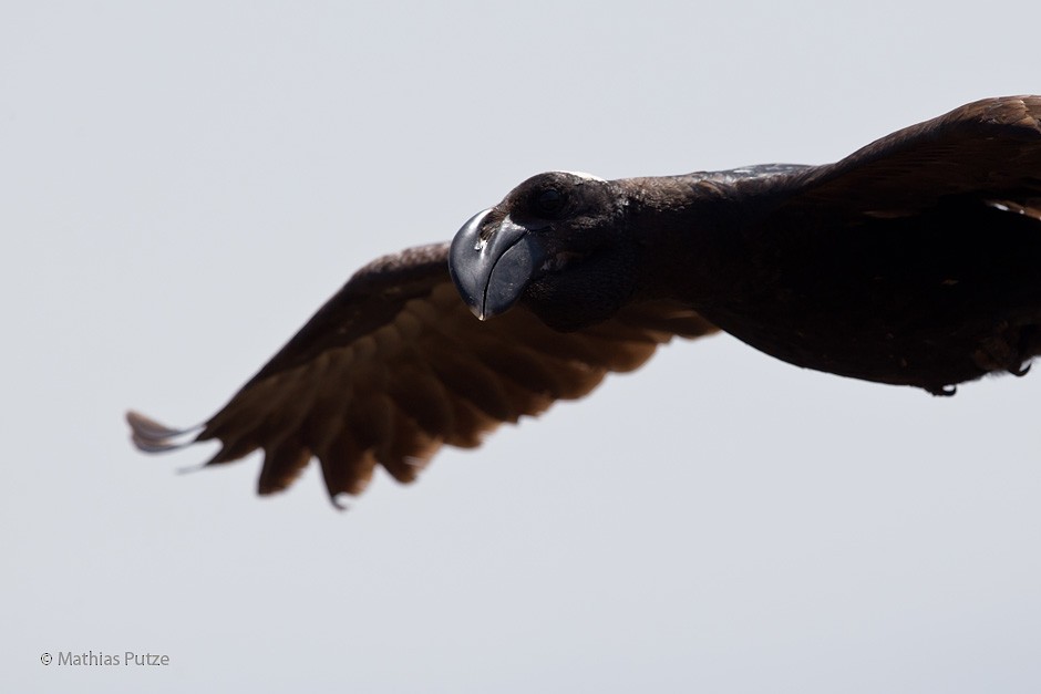 Thick-billed Raven - Mathias Putze