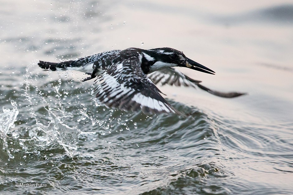 Pied Kingfisher - ML204271271