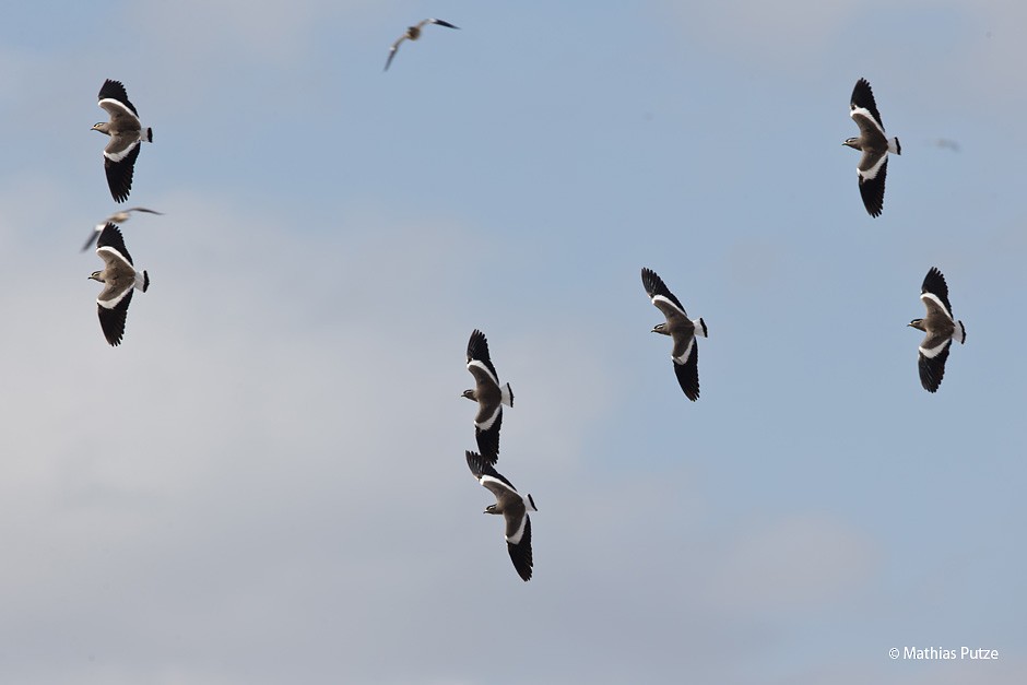 Spot-breasted Lapwing - ML204271291