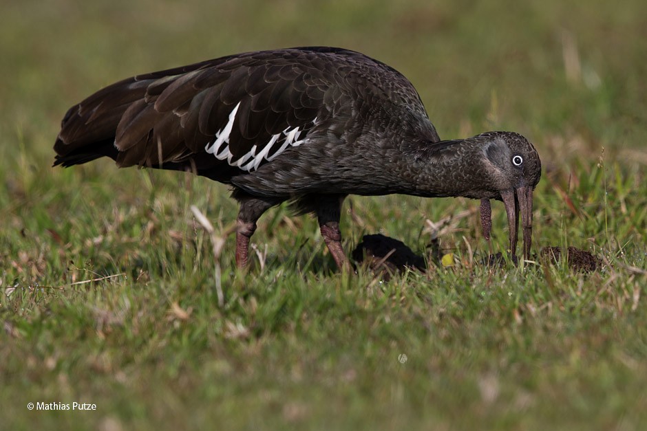 Ibis caronculé - ML204271301