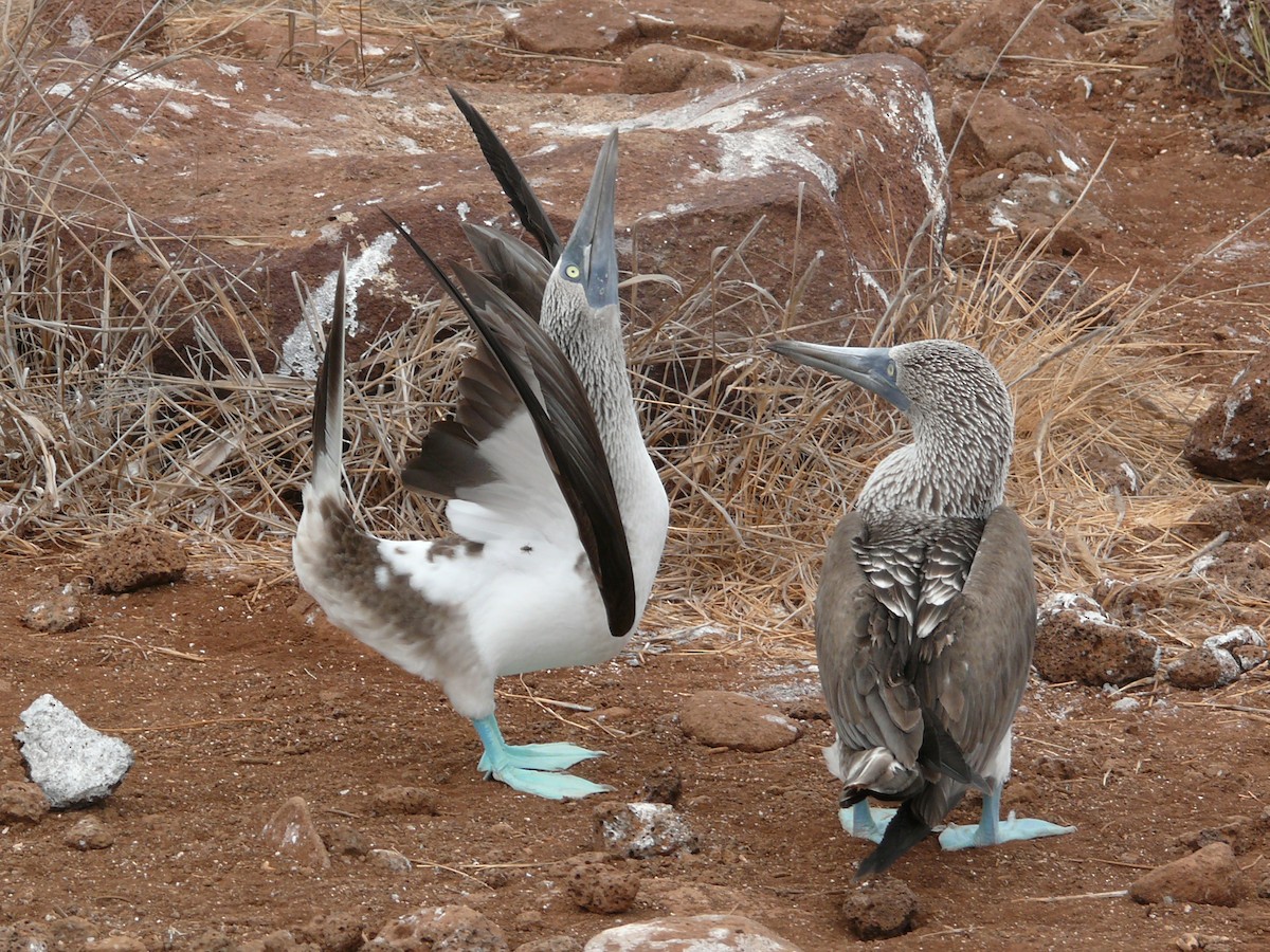 Blue-footed Booby - Raymond Marsh