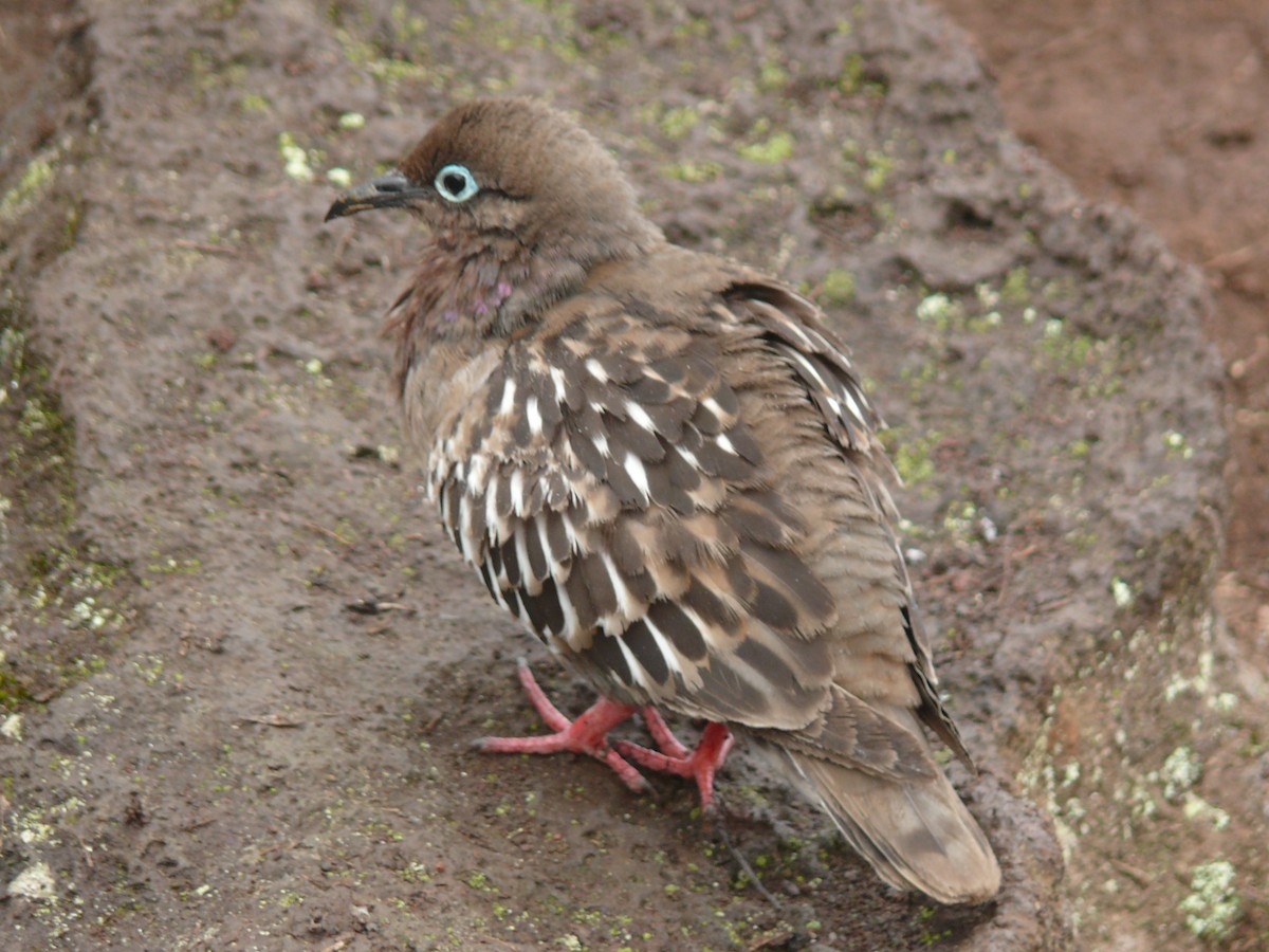 Galapagos Dove - ML204271481