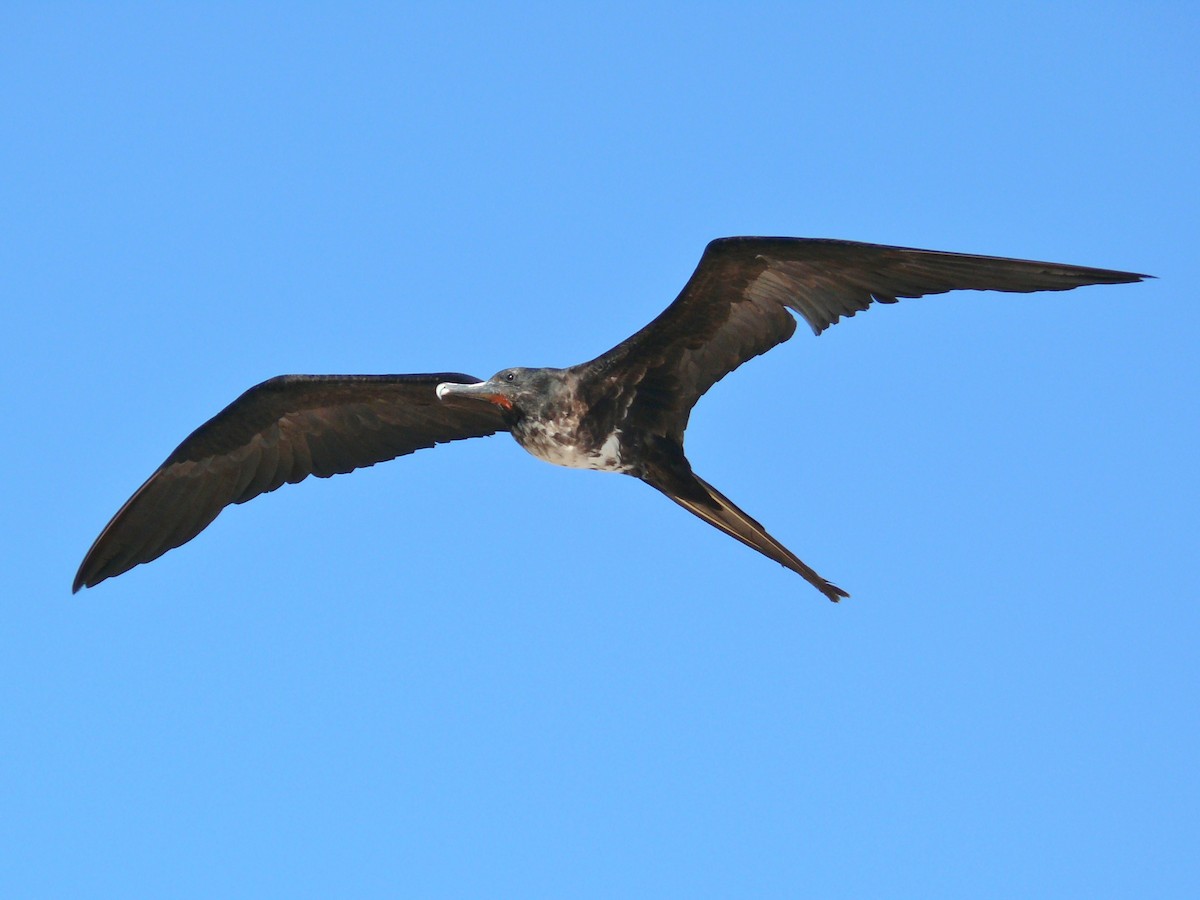 Magnificent Frigatebird - Raymond Marsh