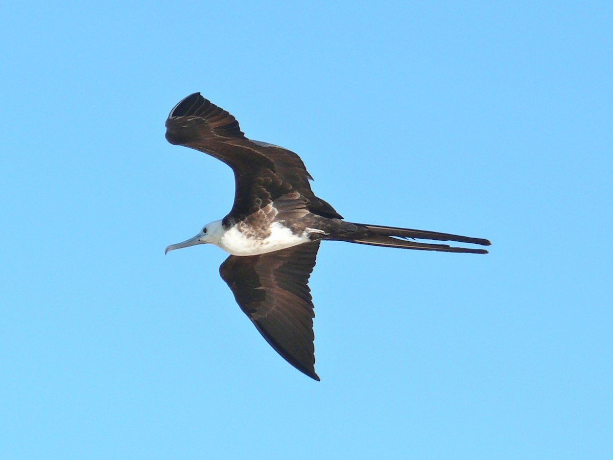 Magnificent Frigatebird - ML204271571