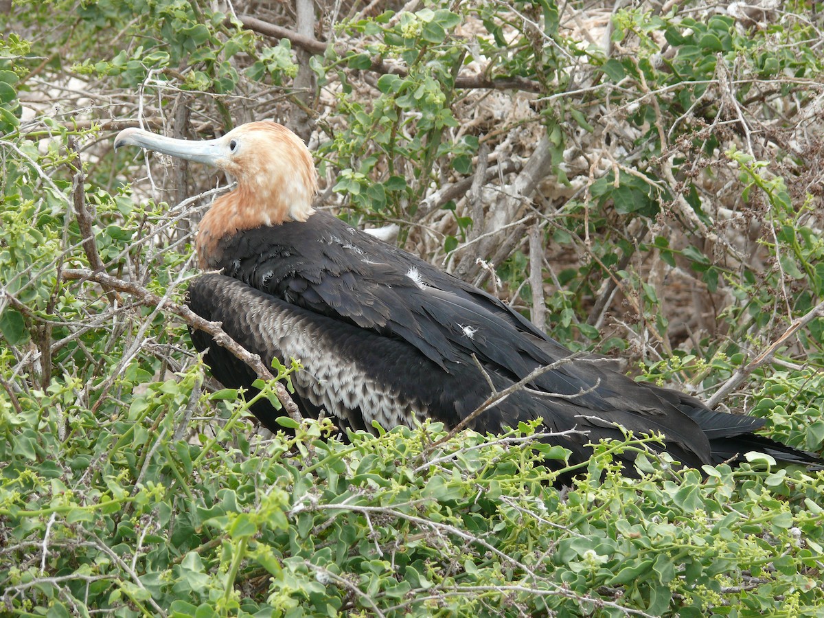 Great Frigatebird - ML204271581