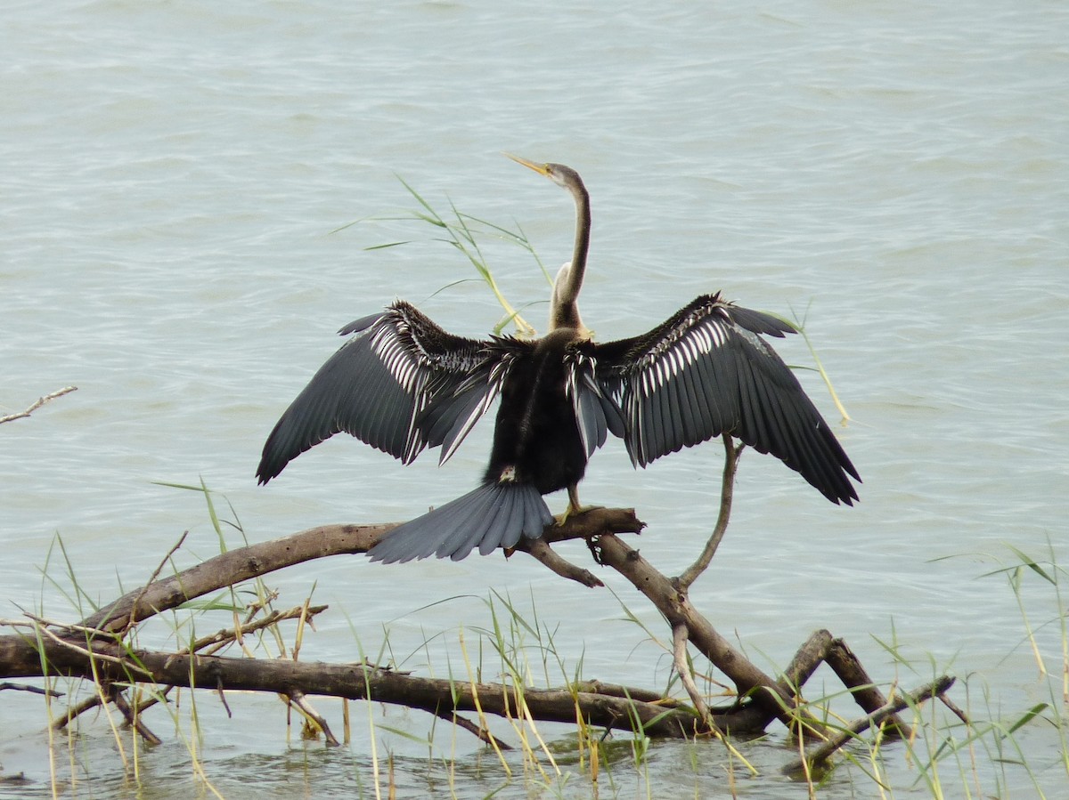 Oriental Darter - Raymond Marsh