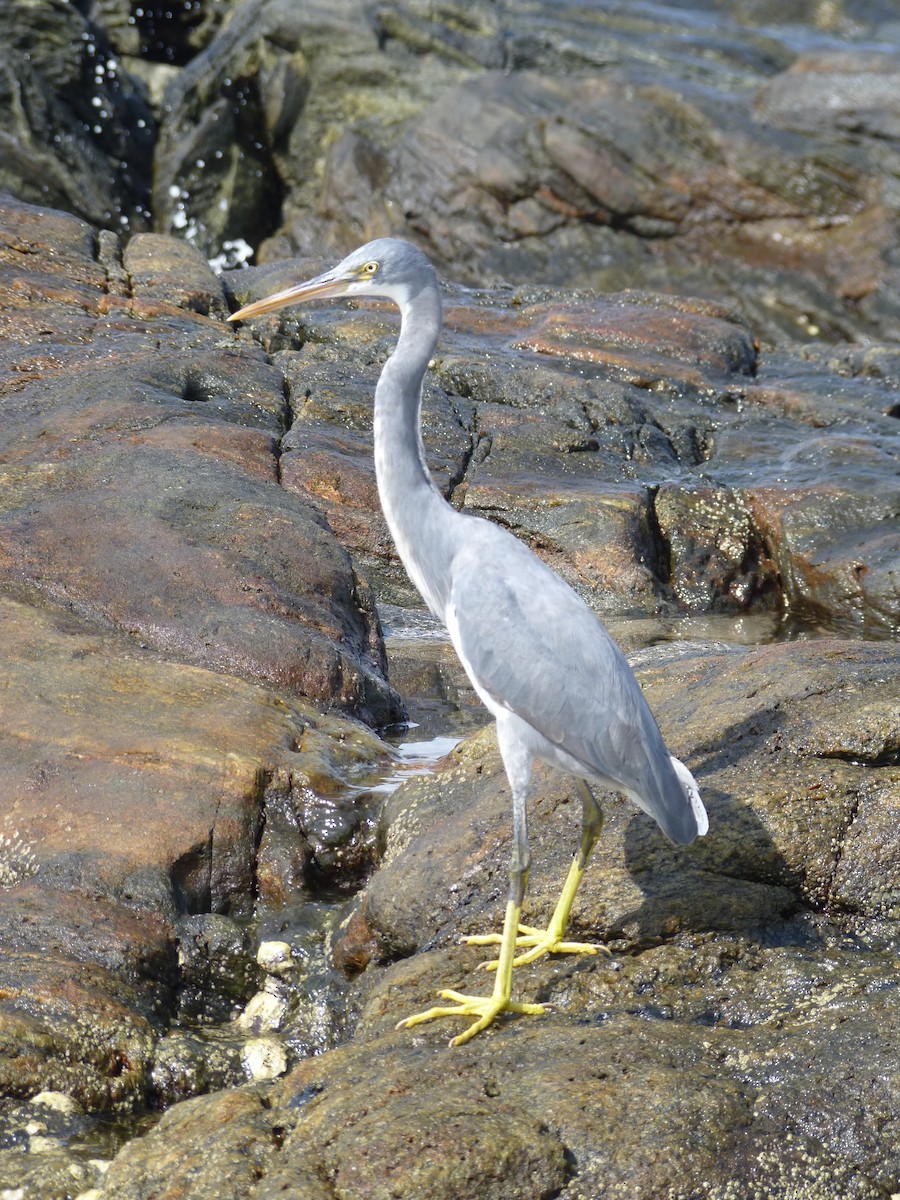Western Reef-Heron - ML204271701