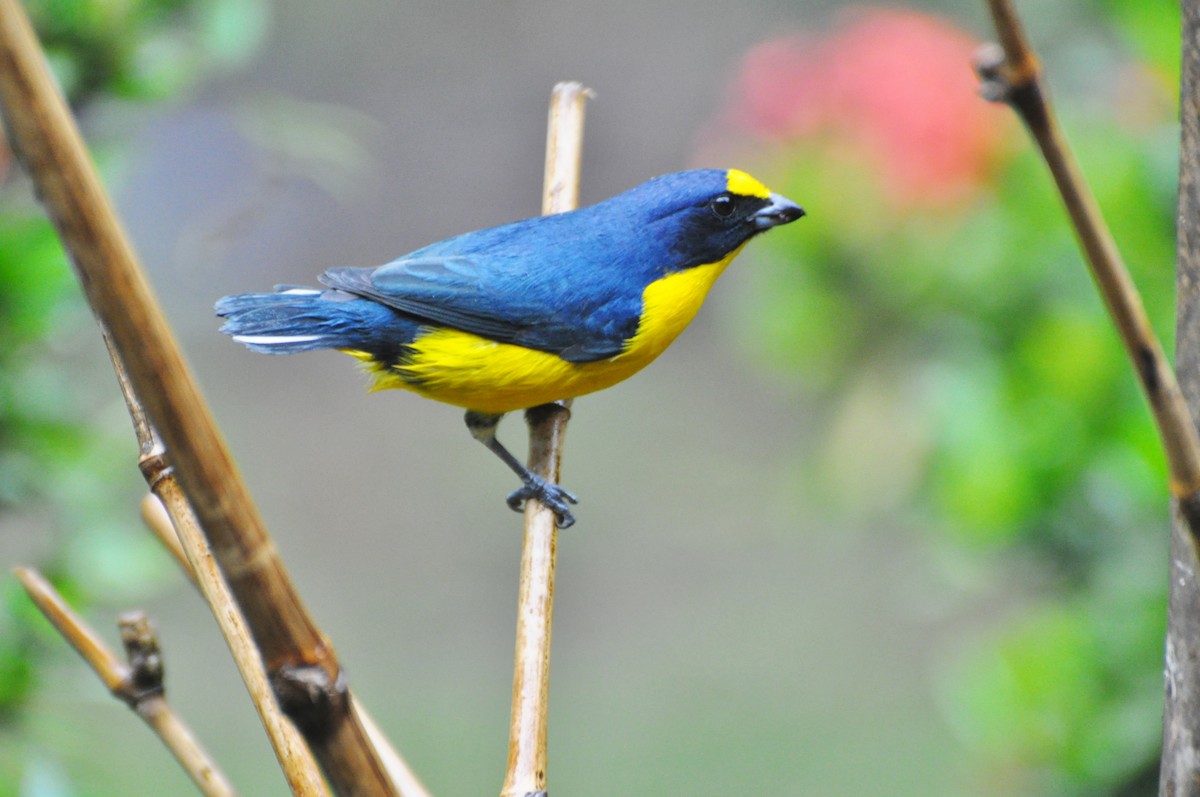 Yellow-throated Euphonia - Raymond Marsh