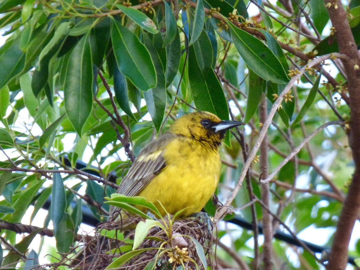 Bahama Oriole - Rich Bayldon