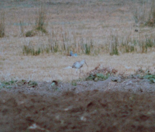 Slender-billed Curlew - ML204272211