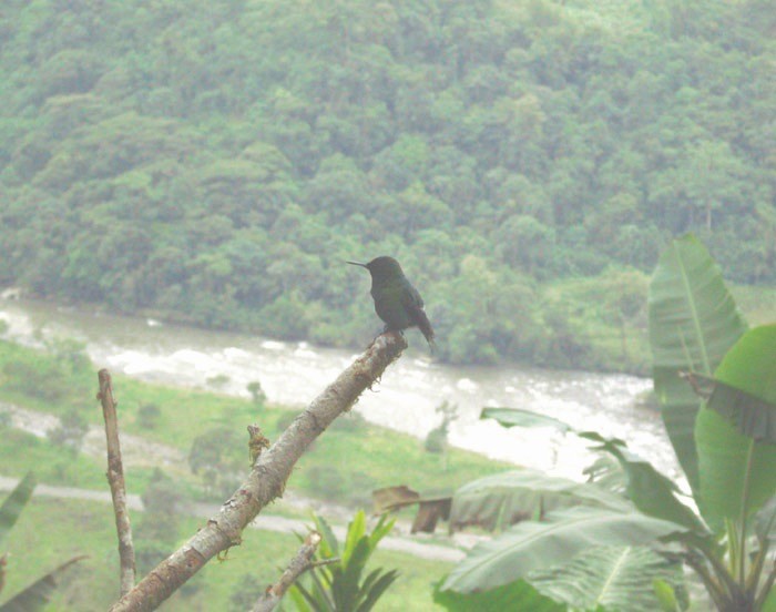 kolibřík trnoocasý - ML204272321