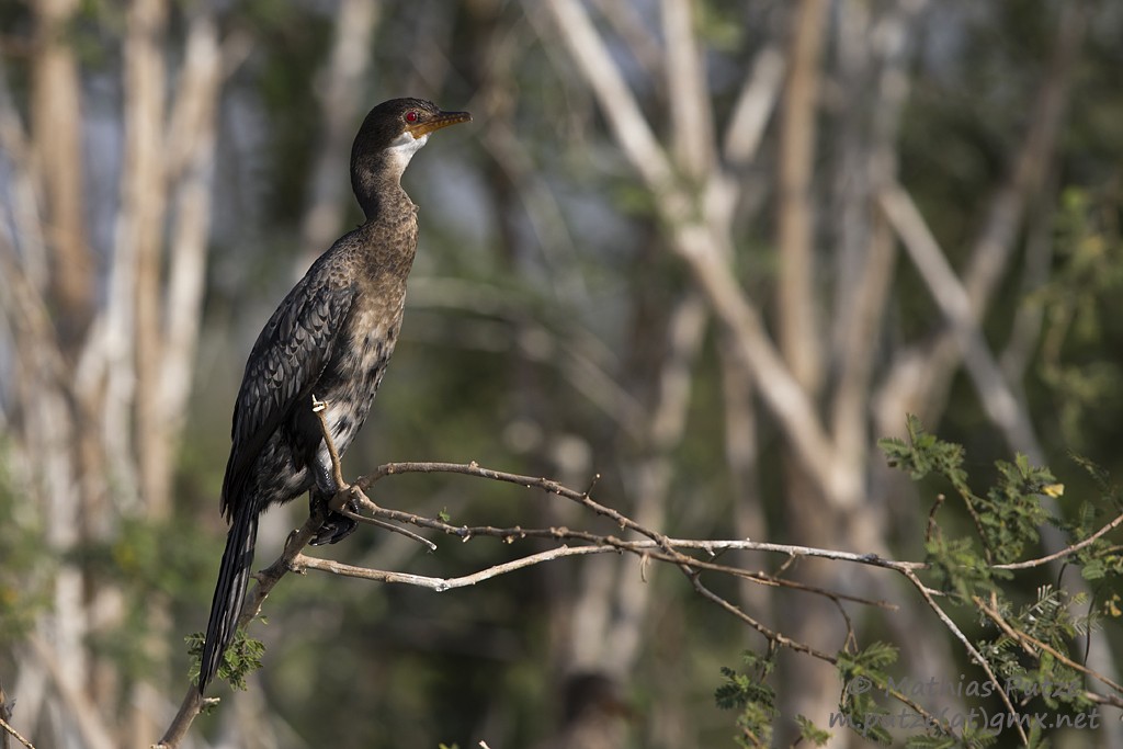 Reed Cormorant - ML204273151
