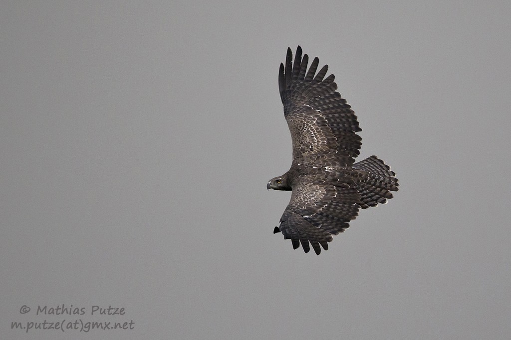 Martial Eagle - ML204273221