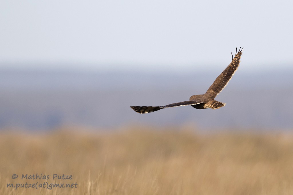 Marsh Owl - ML204273241