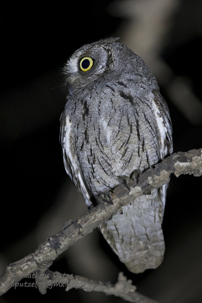 Arabian Scops-Owl - ML204273251