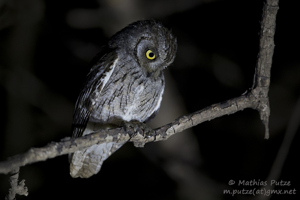 Arabian Scops-Owl - ML204273261