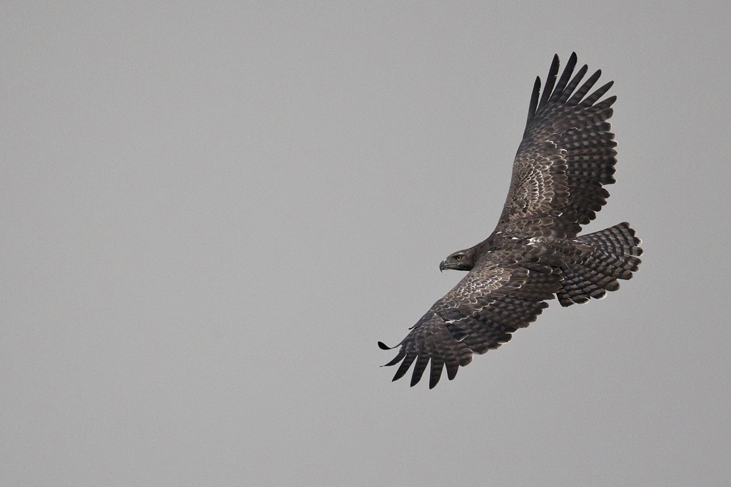 Martial Eagle - ML204273321