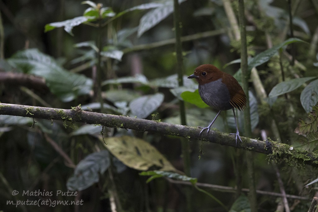 Bicolored Antpitta - ML204273361