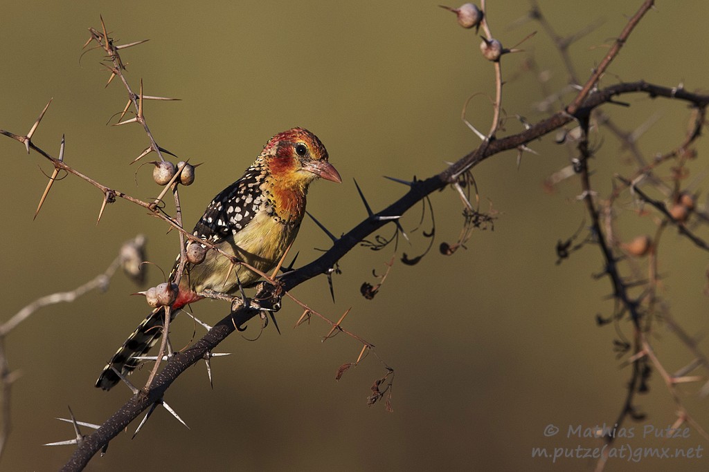 Flammenkopf-Bartvogel - ML204273381