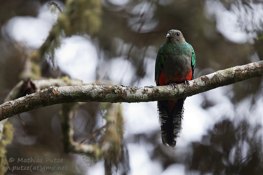 White-tipped Quetzal - ML204273401