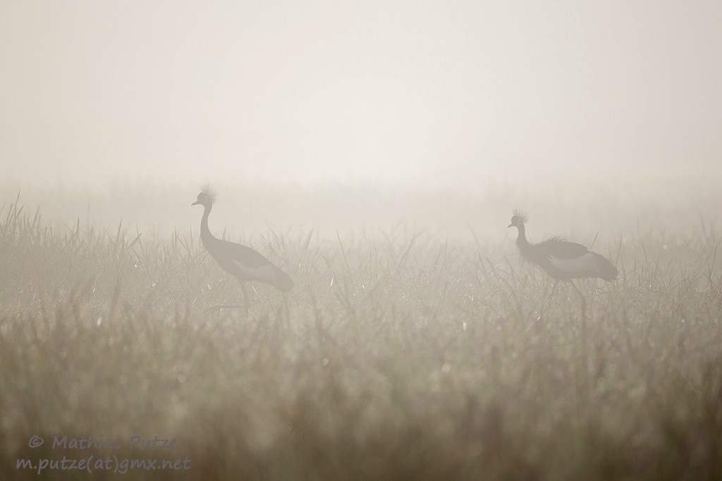 Black Crowned-Crane - ML204273421