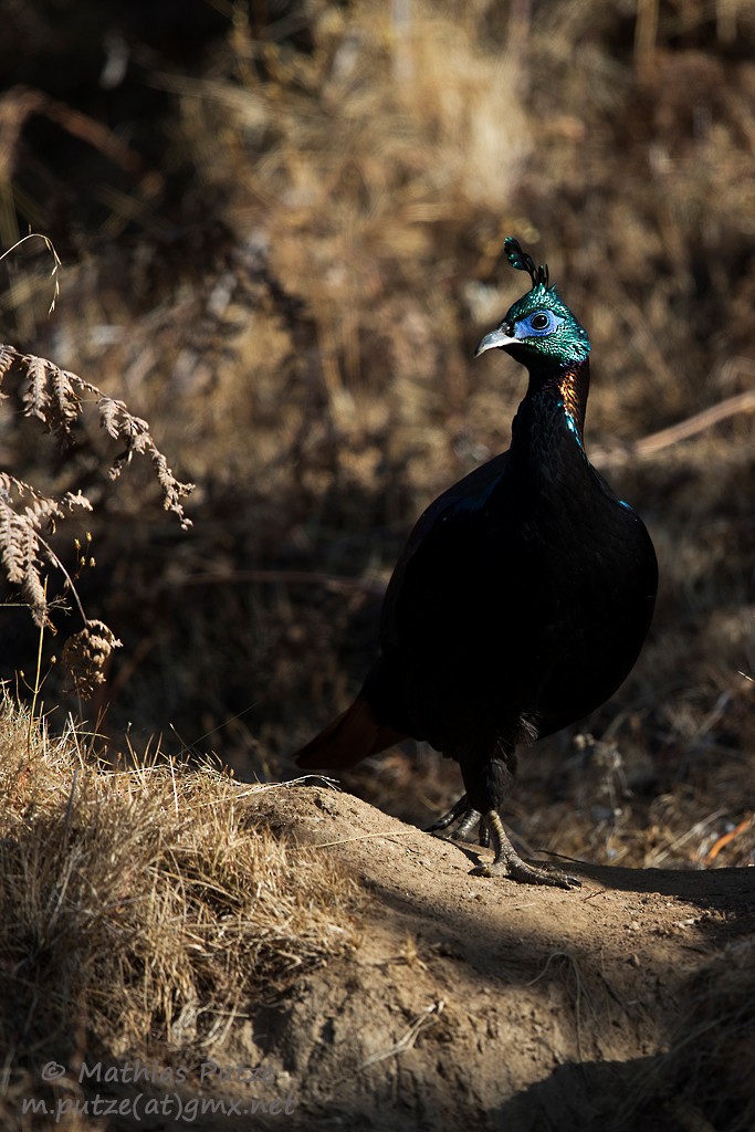 Himalayan Monal - ML204273451