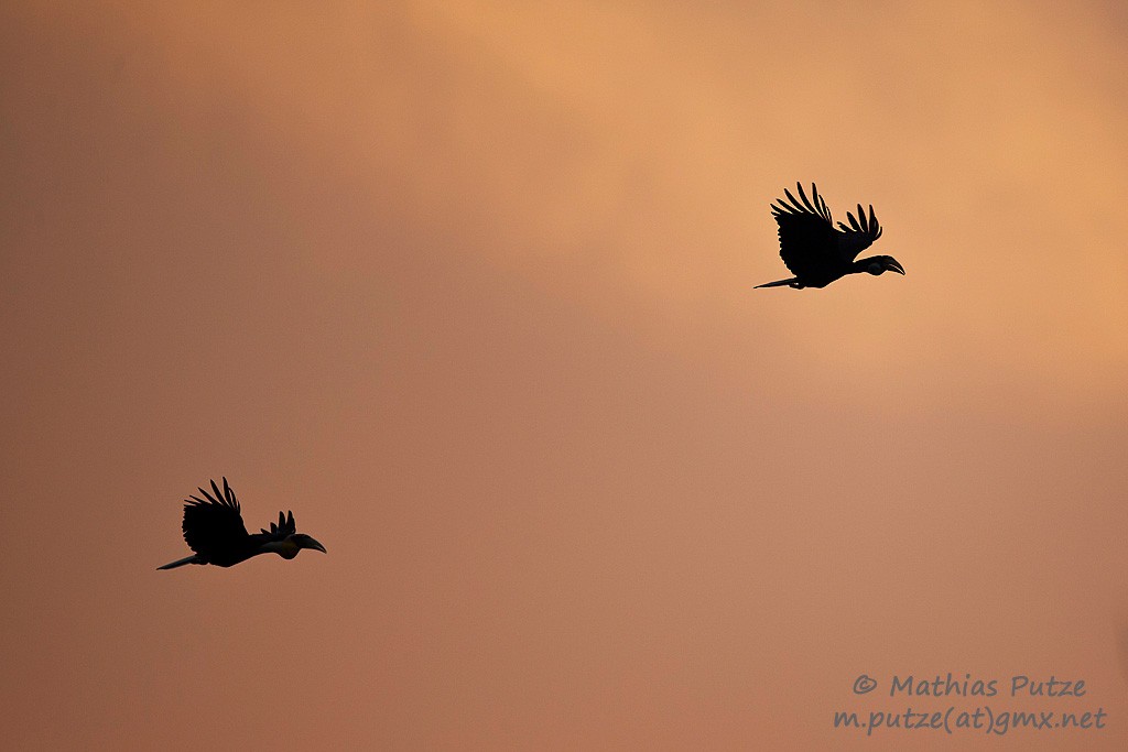 Wreathed Hornbill - ML204273481