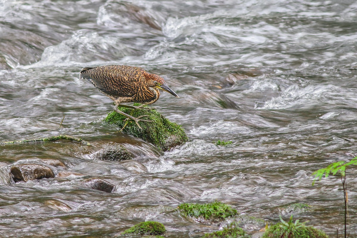 Fasciated Tiger-Heron - ML204273521
