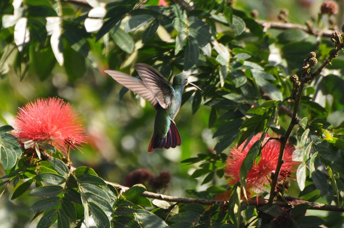 Green-breasted Mango - ML204273621